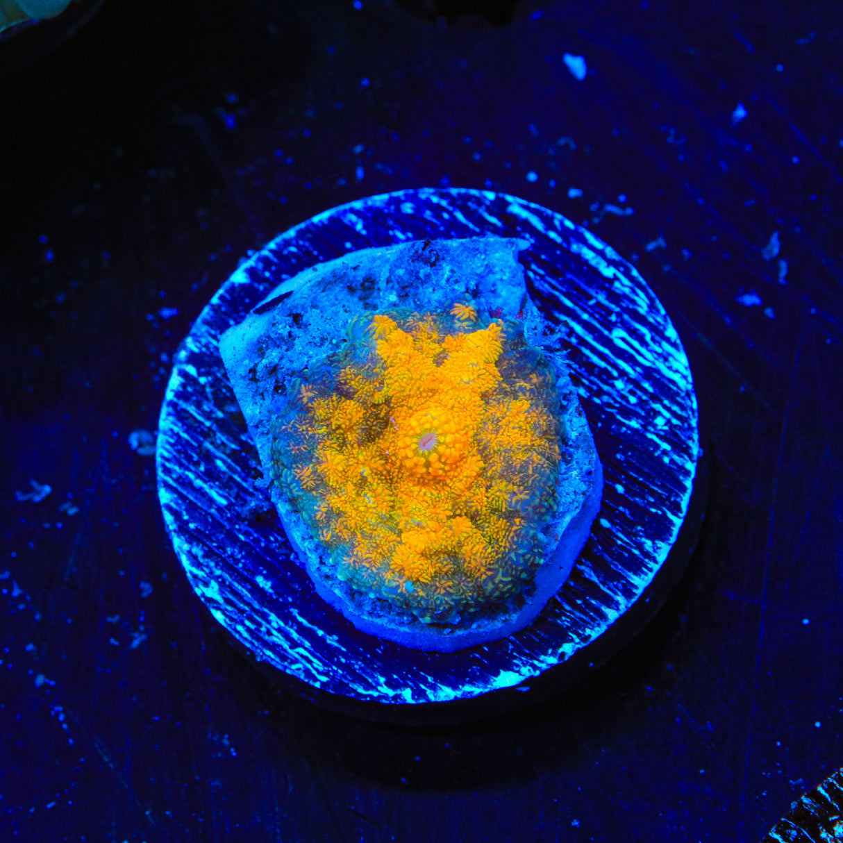Saturns Ring Rhodactis Mushroom Coral