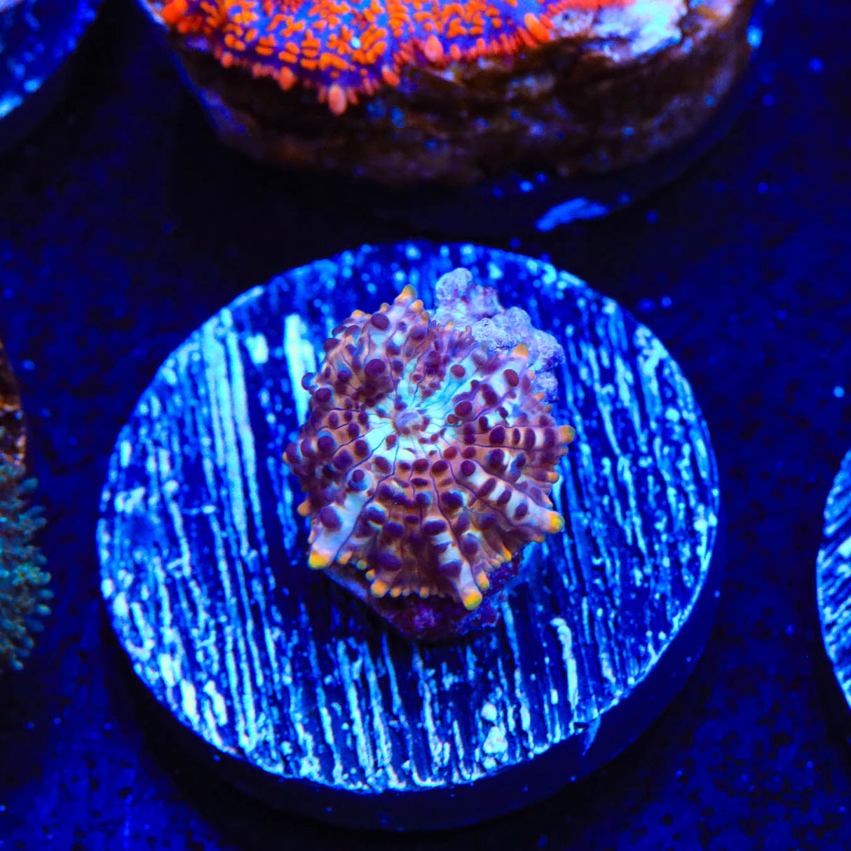TSA Crossfire Mushroom Coral - Top Shelf Aquatics
