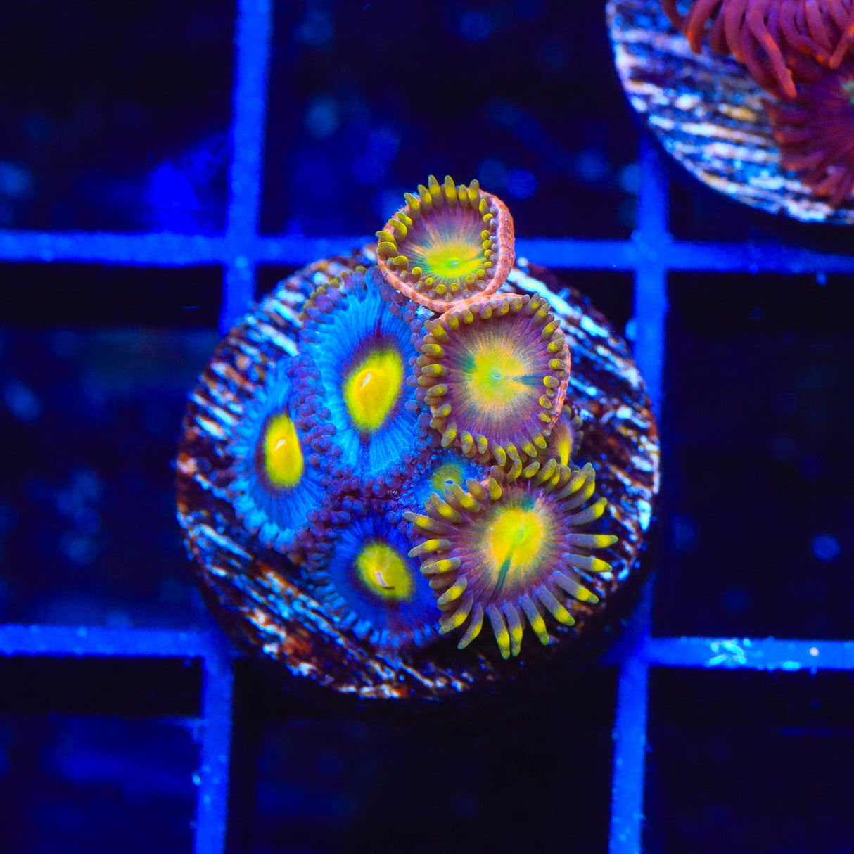 WWC AOI and Hydra Lady Dragon Combo Zoanthids Coral