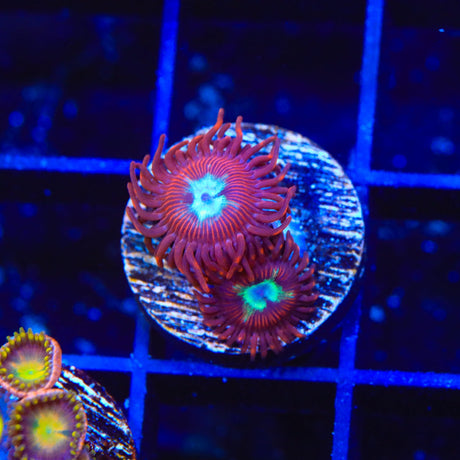 TSA Frosted Phoenix Zoanthids Coral