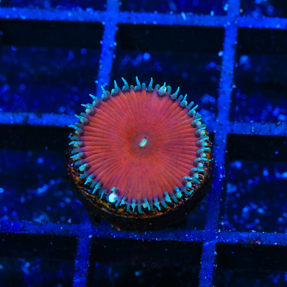 Red Death Palythoa Coral