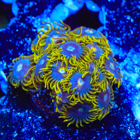 TSA Smurfette Zoanthids Coral