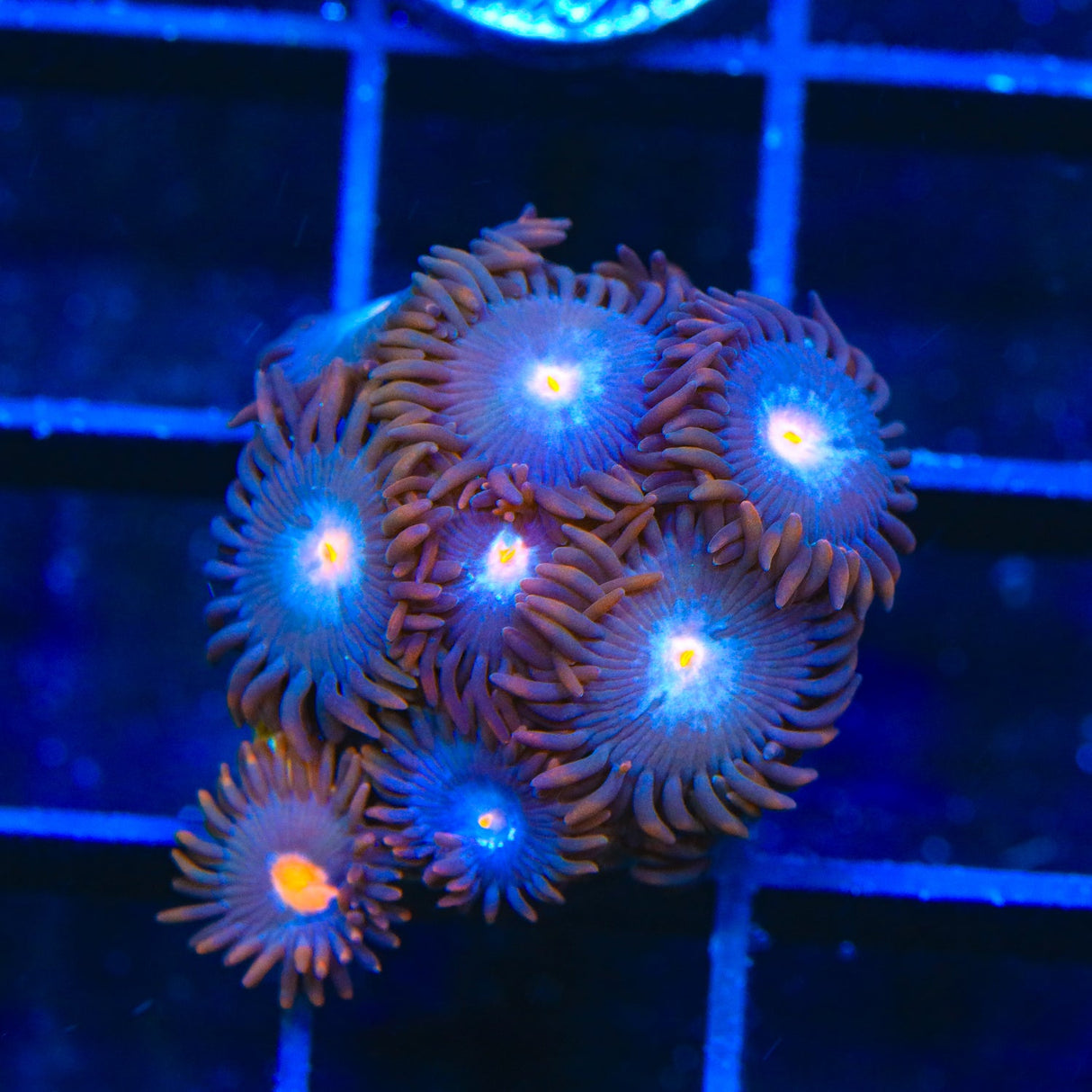 TSA Glow Pop Zoanthids Coral