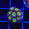 WWC Bob Marley Zoanthids Coral