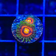 Rainbow Incenerator Zoanthids Coral