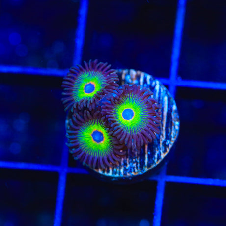 WWC Bob Marley Zoanthids Coral