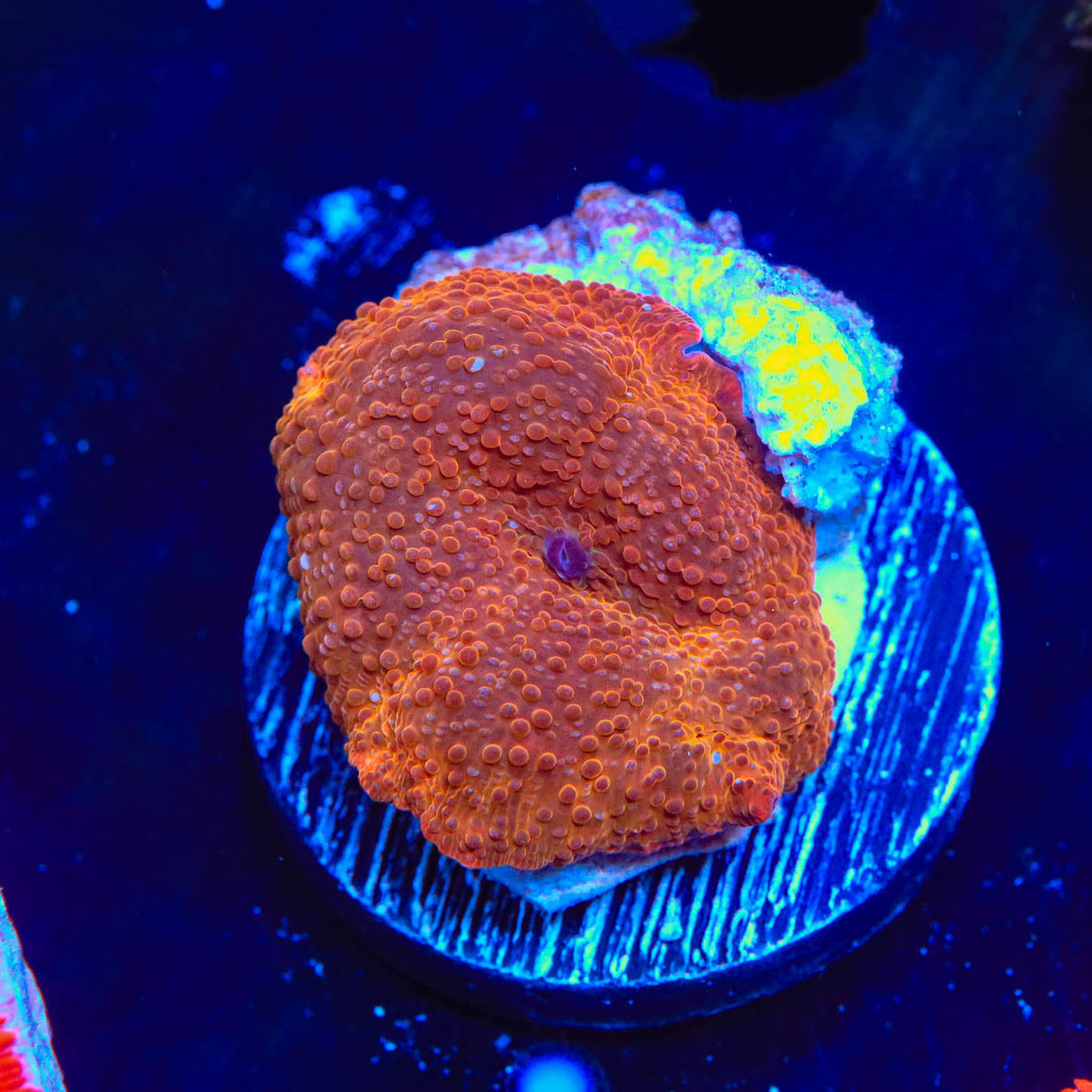 Cryptic Orange Mushroom Coral