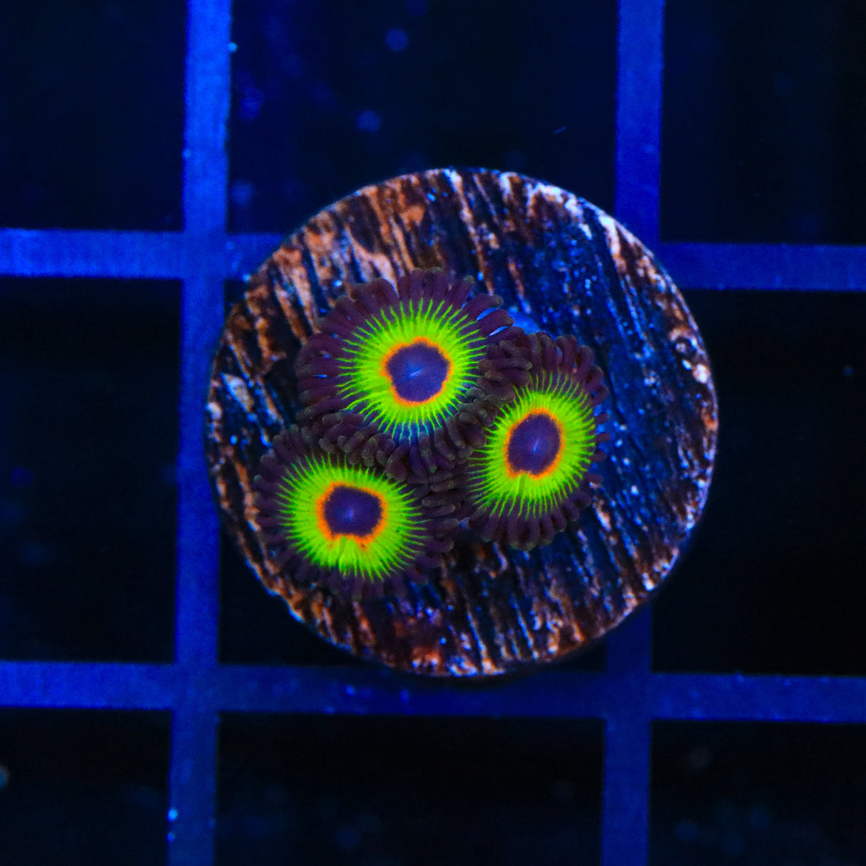 WWC Bob Marley Zoanthids Coral