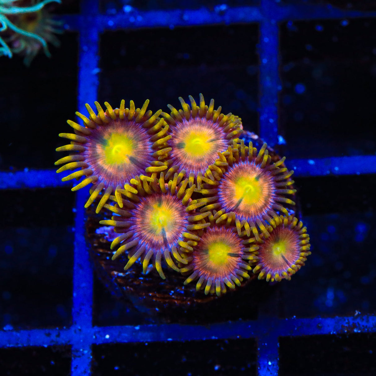 Hydra Lady Dragon Zoanthids Coral