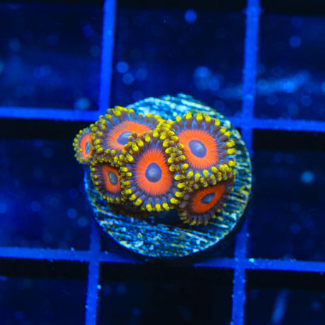 Eagle Eye Zoanthids Coral