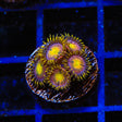 Hydra Lady Dragon Zoanthids Coral