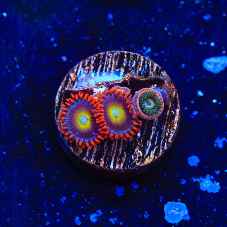 Circus Freak Zoanthids Coral
