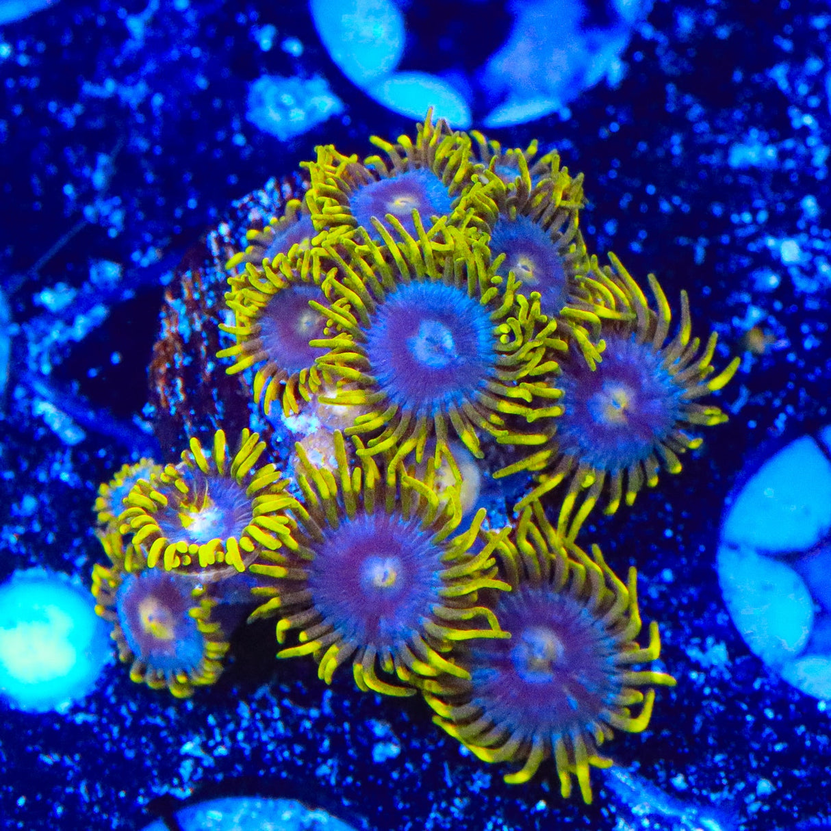 TSA Smurfette Zoanthids Coral