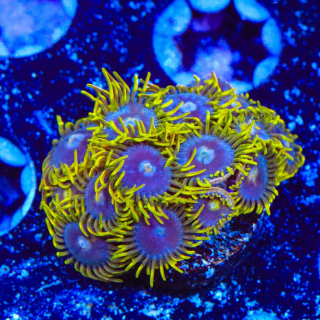 TSA Smurfette Zoanthids Coral