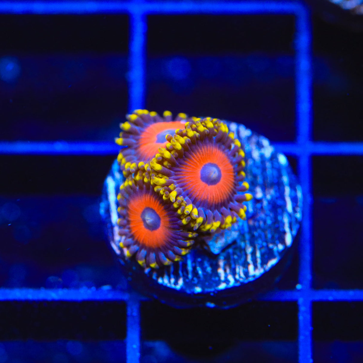 Eagle Eye Zoanthids Coral