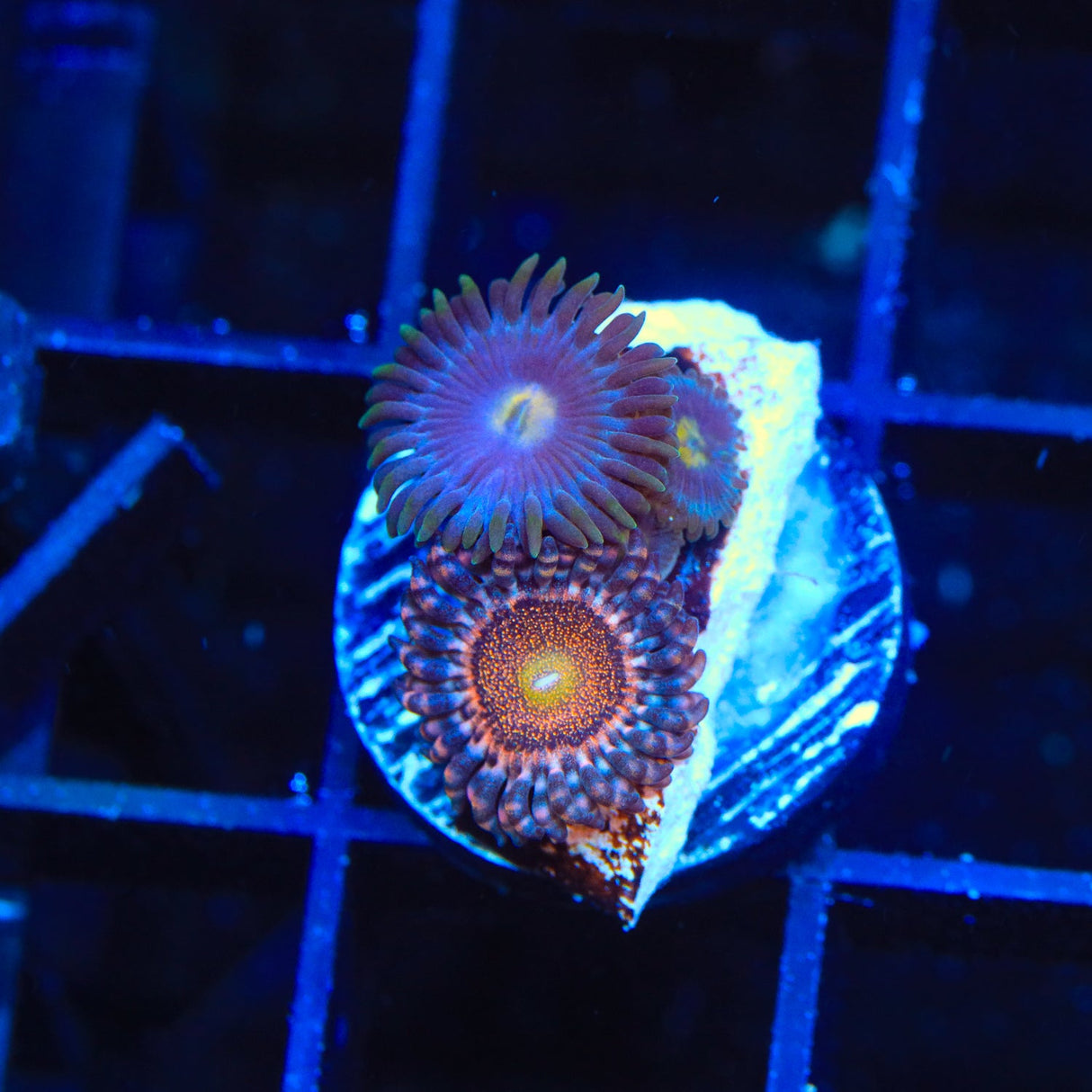 Mohawk and Blueberry Combo Zoanthids Coral