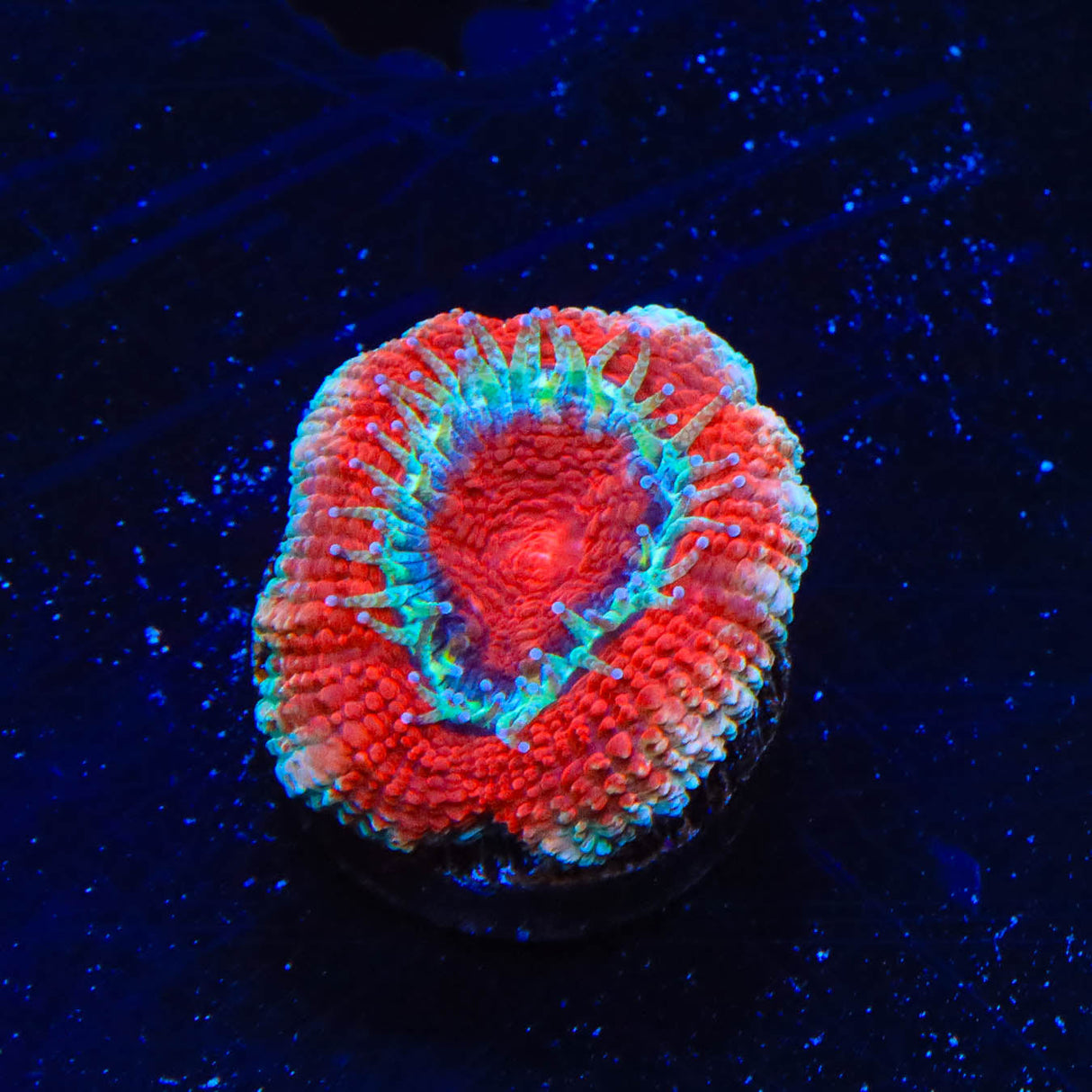 Ultra Acanthastrea Coral - Top Shelf Aquatics
