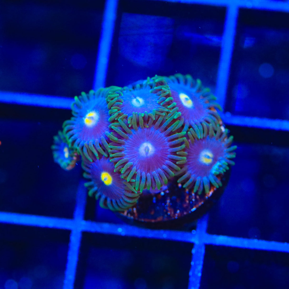 TSA Blueberry Zoanthids Coral