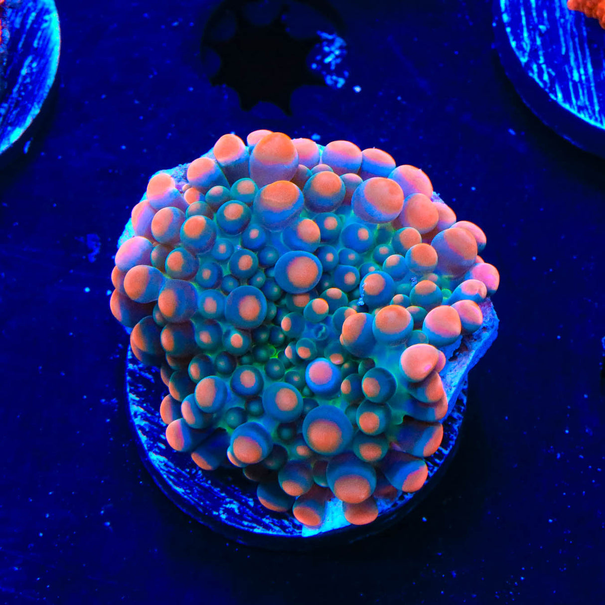 Pinky and the Brain Yuma Coral - Top Shelf Aquatics