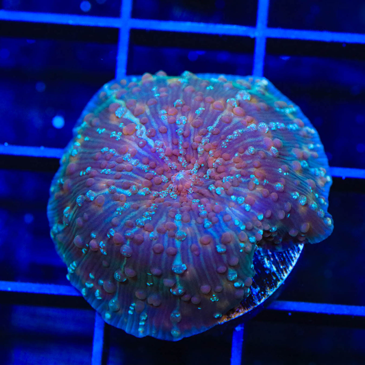 TSA Pumpkin Spice Mushroom Coral