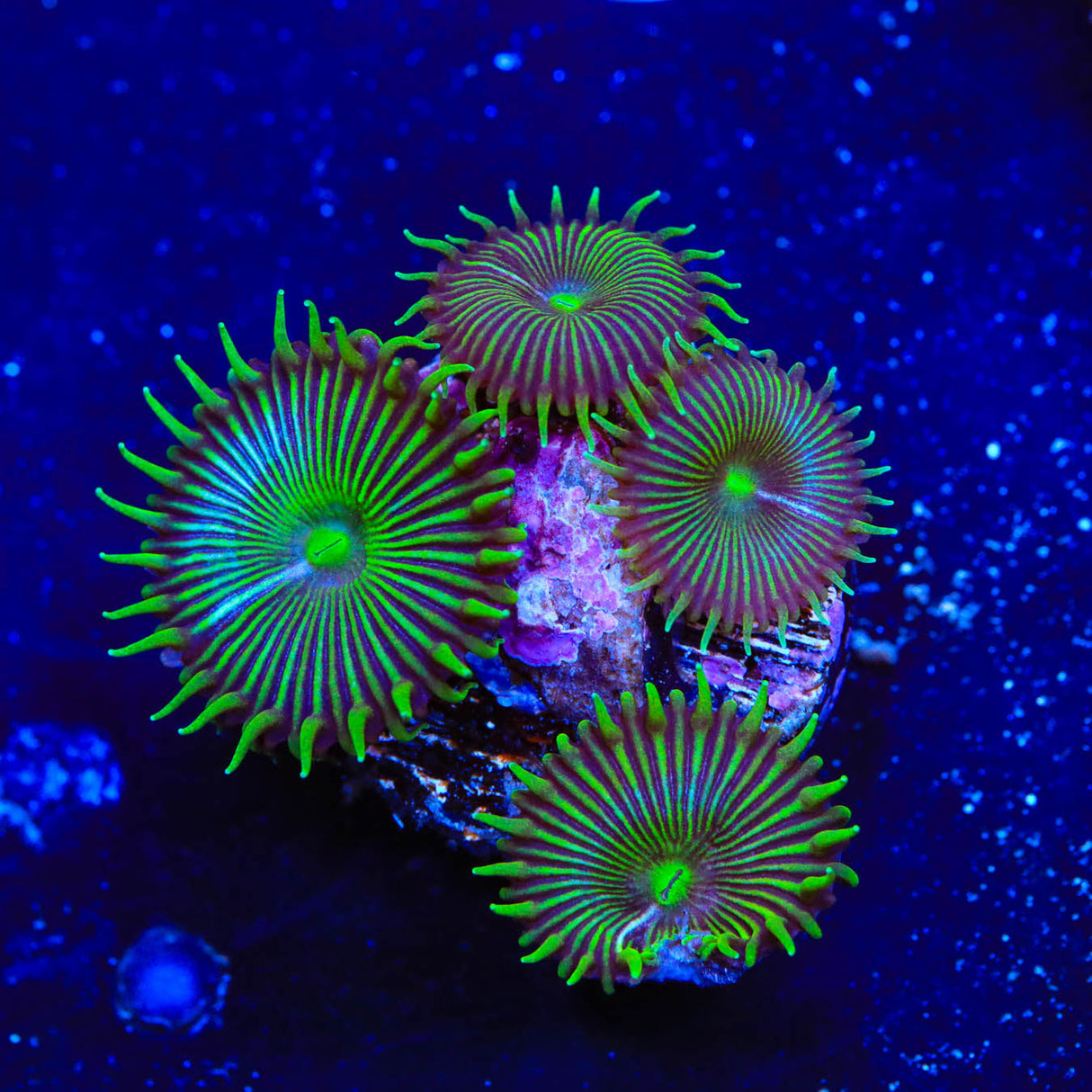 TSA Green Implosion Palythoa Coral - Top Shelf Aquatics