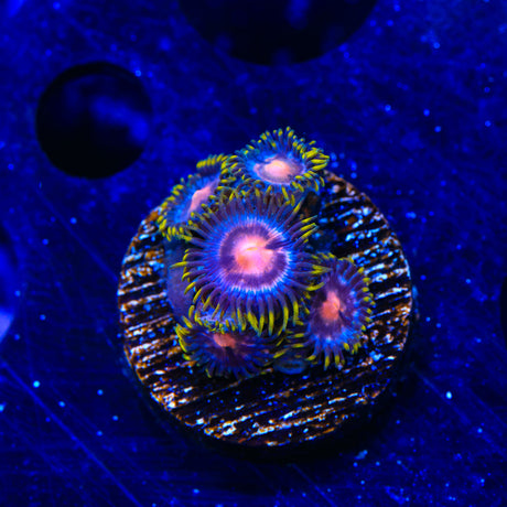 Blow Pop Zoanthids Coral