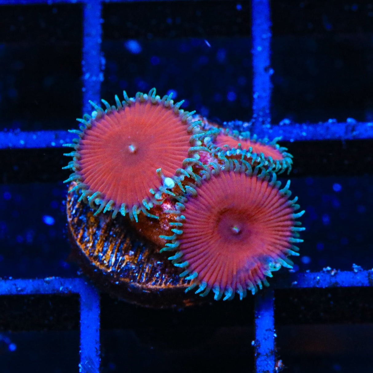 Red Death Palythoa Coral