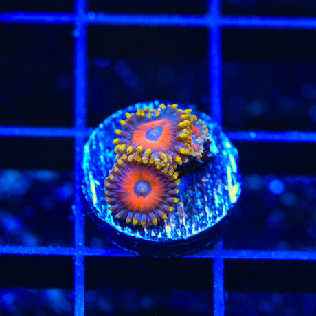 Eagle Eye Zoanthids Coral