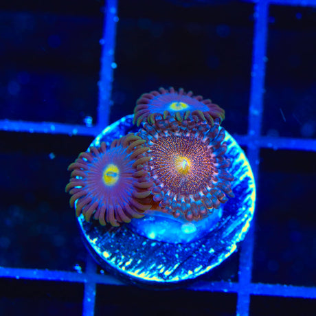 Mohawk and Blueberry Combo Zoanthids Coral