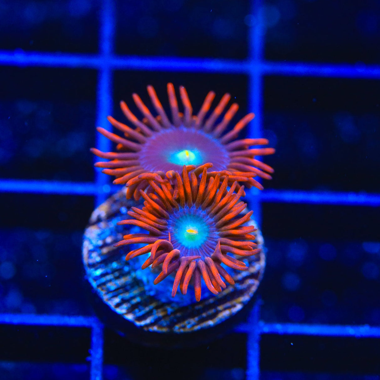 Star Foxx Zoanthids Coral