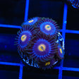 TSA Candied Pumpkin Clove Polyp and Combo Zoanthids Coral