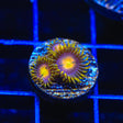 Hydra Lady Dragon Zoanthids Coral