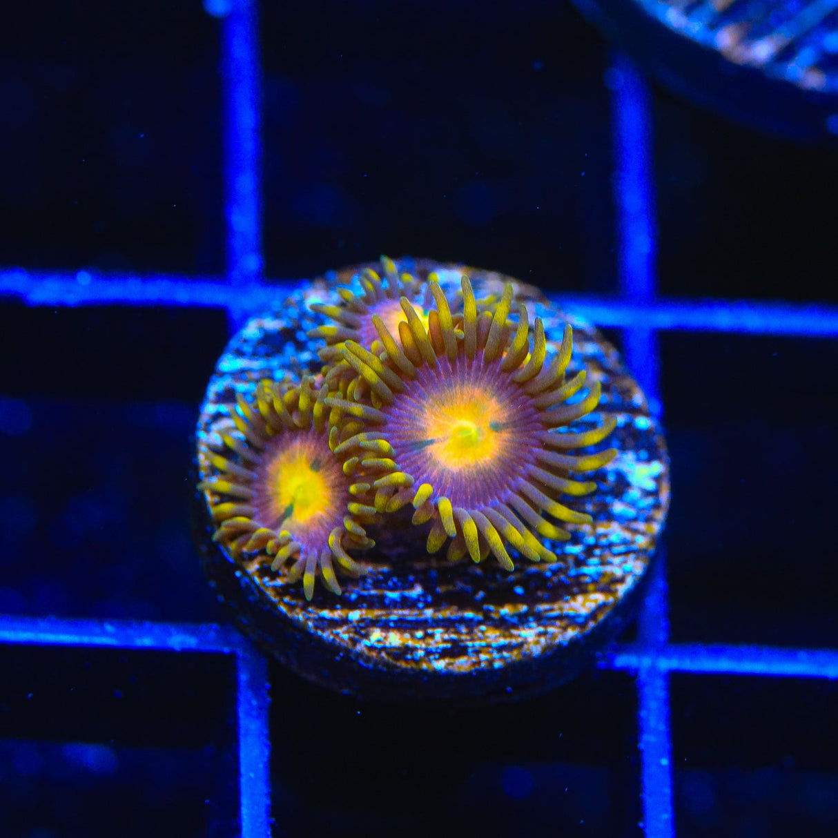 Hydra Lady Dragon Zoanthids Coral