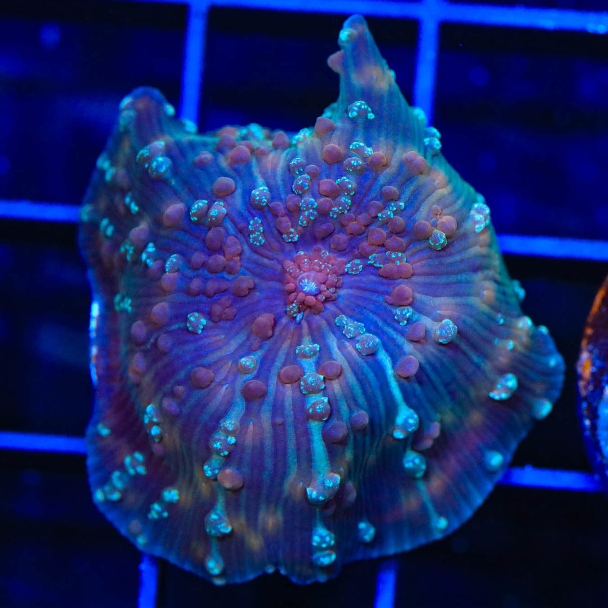 TSA Pumpkin Spice Mushroom Coral