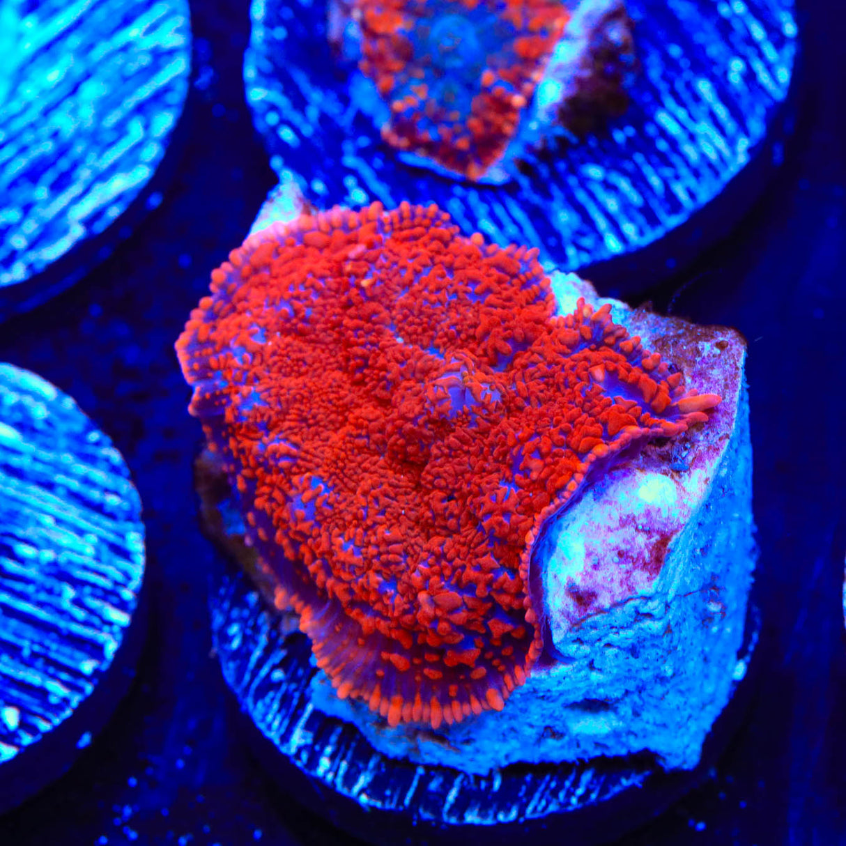 Superman Rhodactis Mushroom Coral - Top Shelf Aquatics