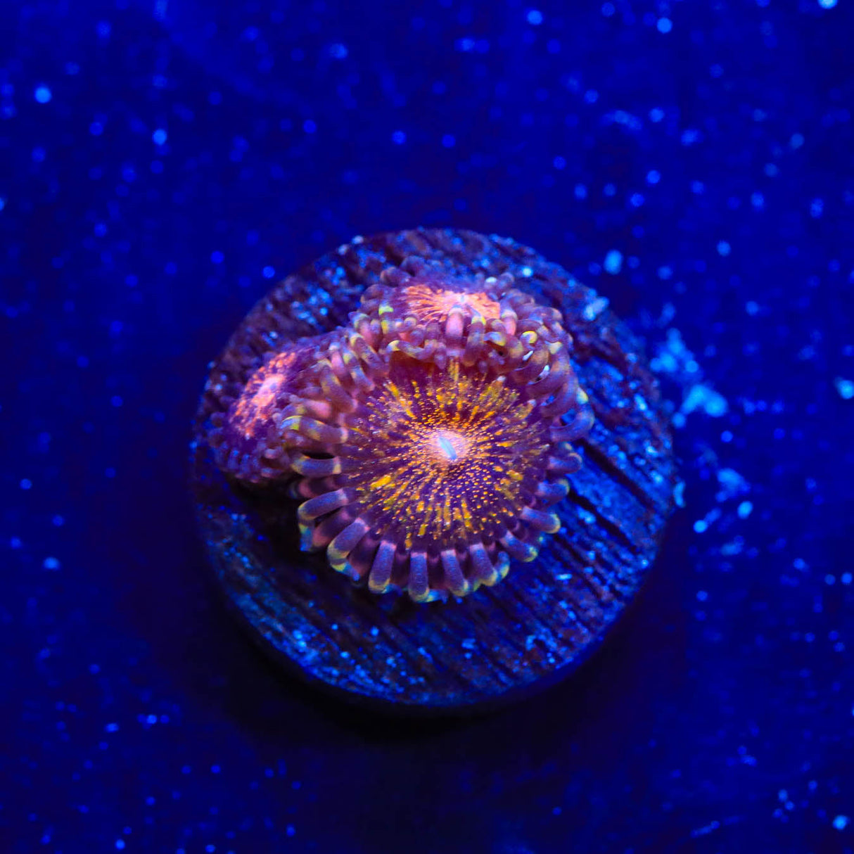 WWC Pandora Zoanthids Coral - Top Shelf Aquatics