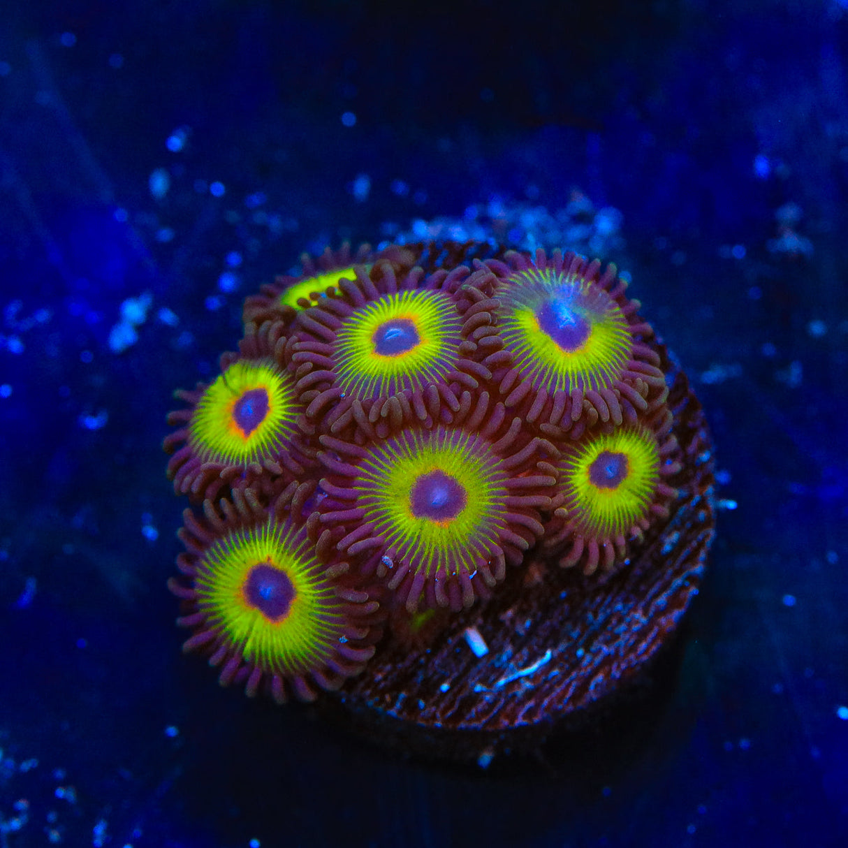Bam Bam and Mohawk Zoanthids Coral