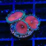 Red Death Palythoa Coral