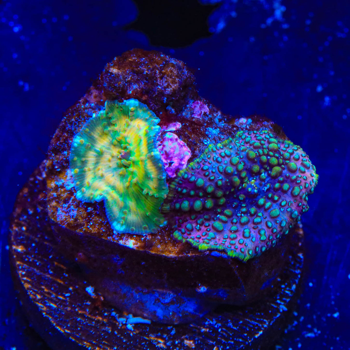 Lava Lamp Combo Rock Mushroom Coral - Top Shelf Aquatics