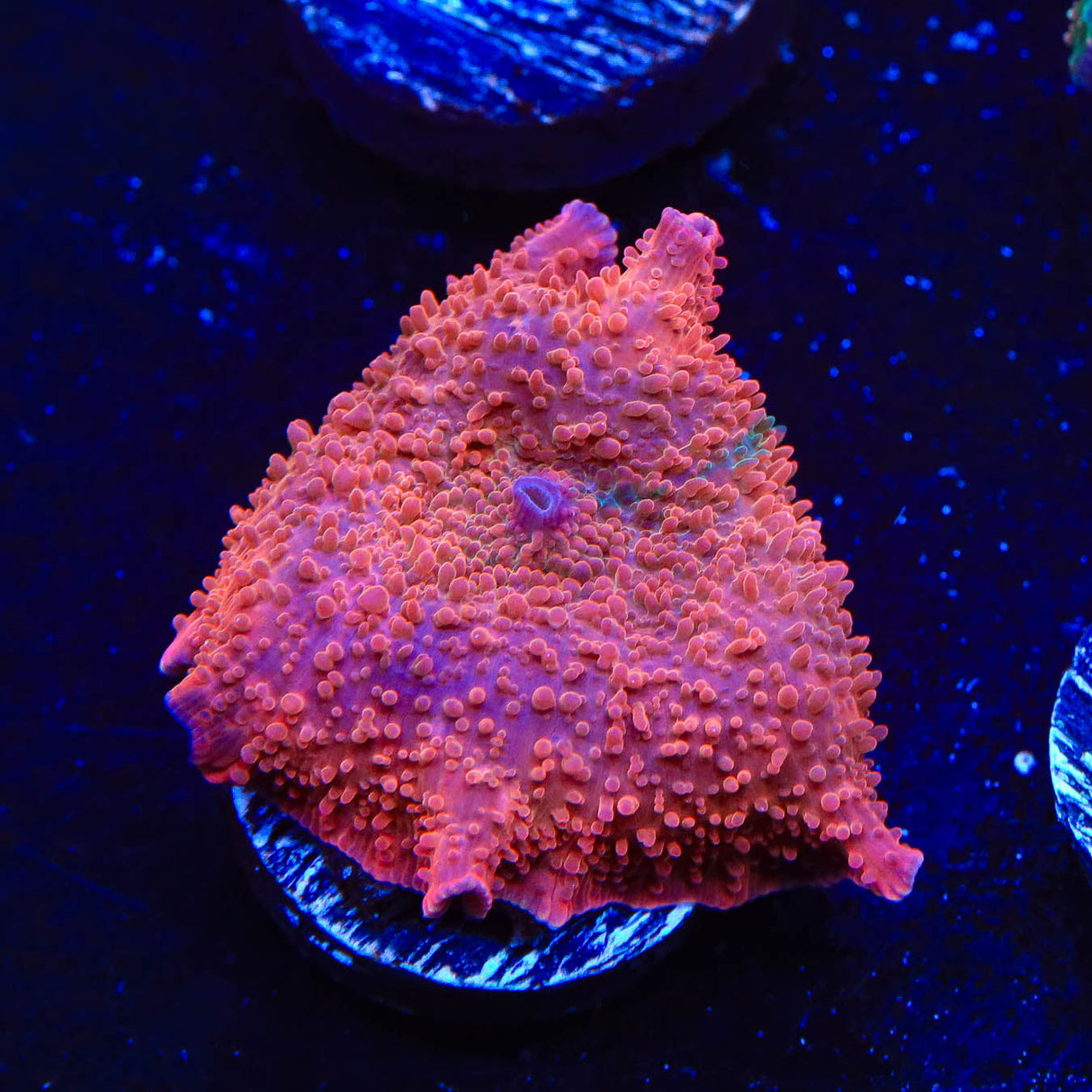 TSA Semisonic Mushroom Coral - Top Shelf Aquatics