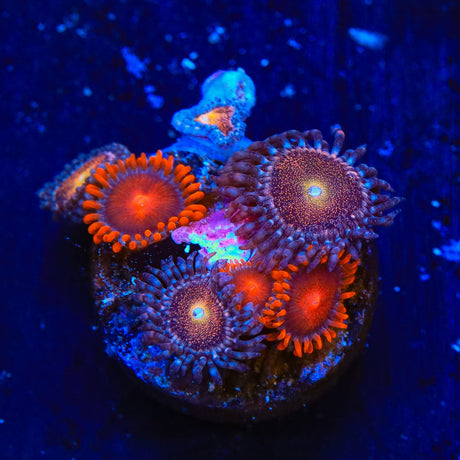 Bam Bam and Mohawk Zoanthids Coral