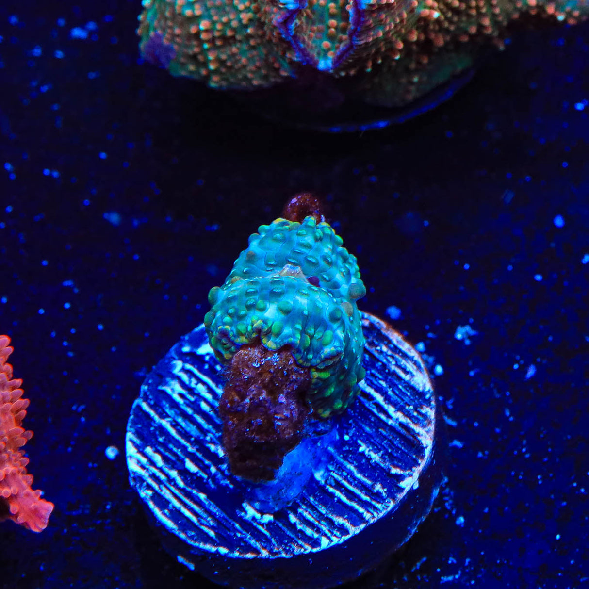 TSA Disco Mushroom Coral - Top Shelf Aquatics