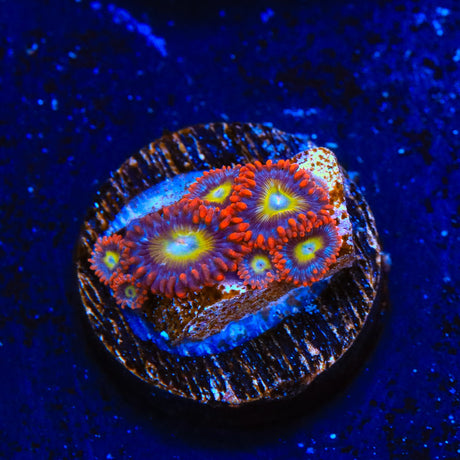 Hydra Lady Dragon Zoanthids Coral