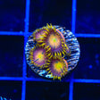 Hydra Lady Dragon Zoanthids Coral