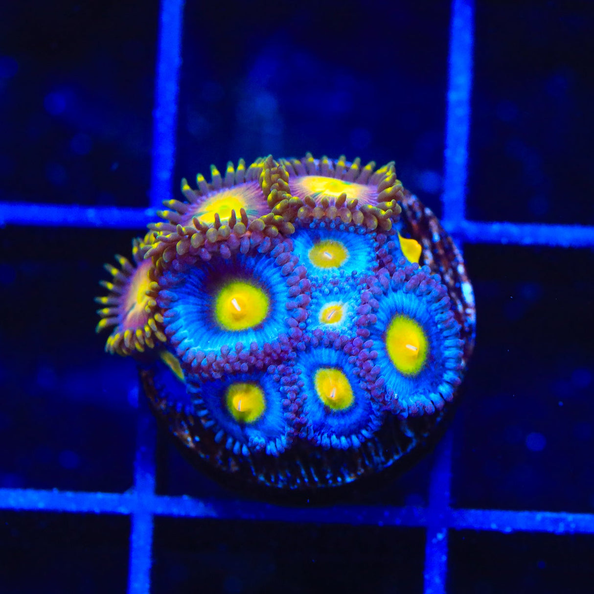 WWC AOI and Hydra Lady Dragon Combo Zoanthids Coral