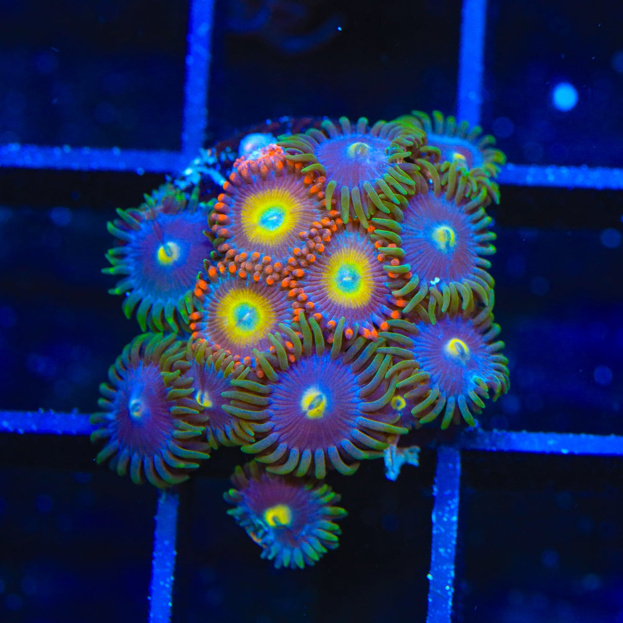 Circus Freak and Blueberry Combo Zoanthids Coral