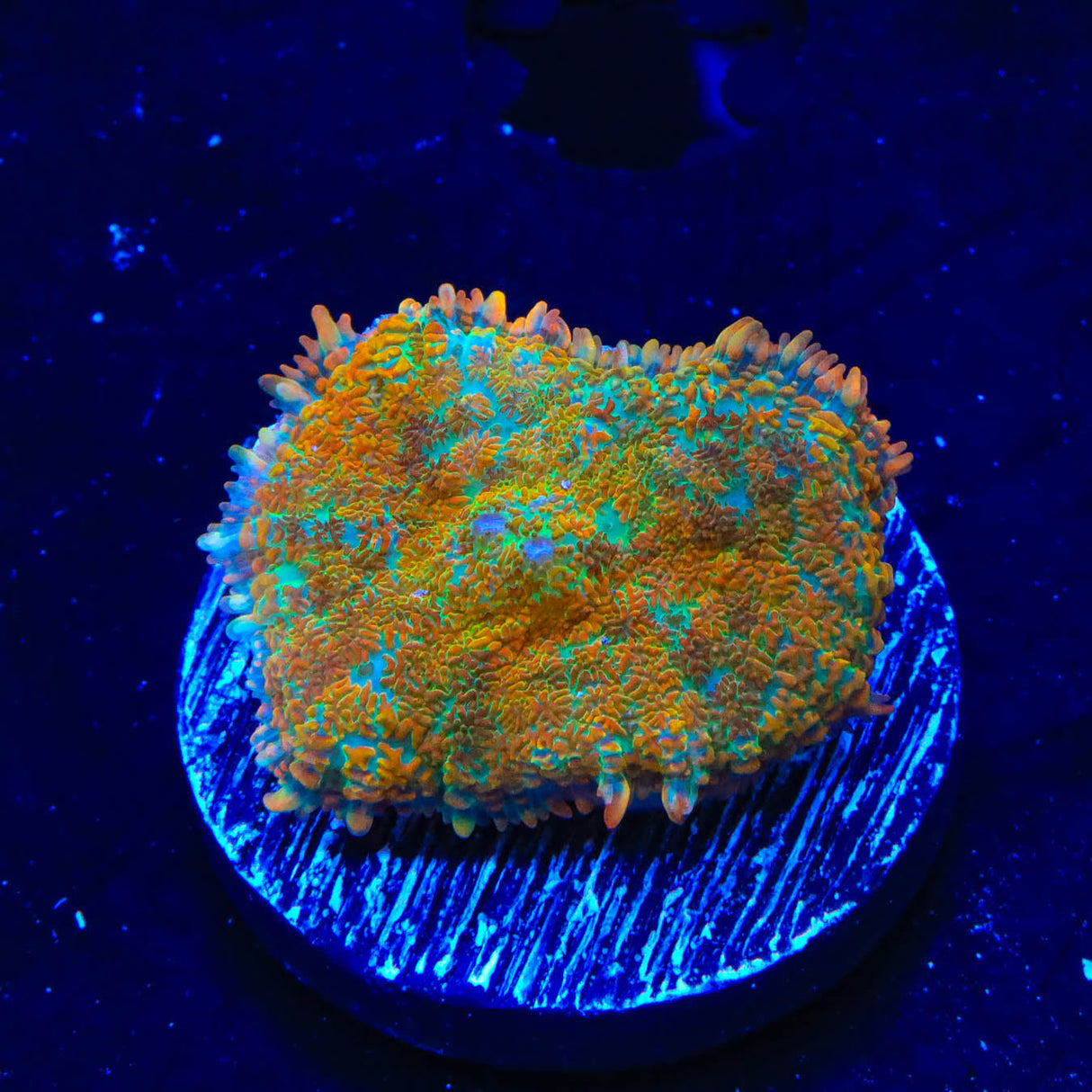 TSA Blasting Sunray Rhodactis Mushroom Coral - Top Shelf Aquatics