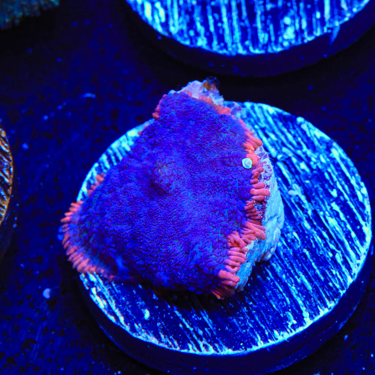 TSA Saturns Ring Rhodactis Mushroom Coral - Top Shelf Aquatics