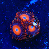 Orange Oxide Zoanthids Coral