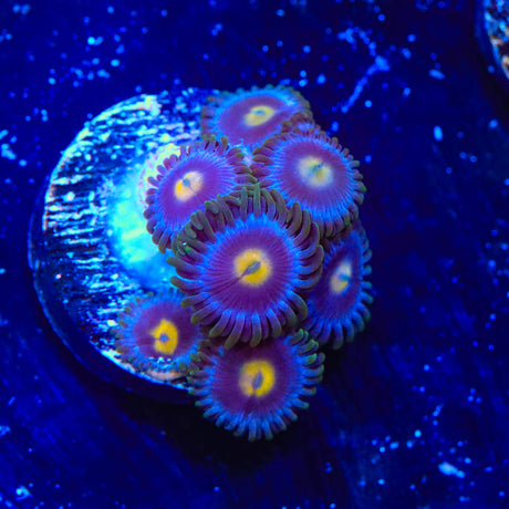 TSA Blueberry Zoanthids Coral